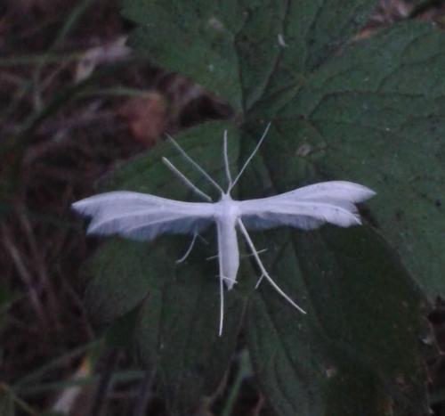 Réf. 253 948 : Pterophorus pentadactyla
